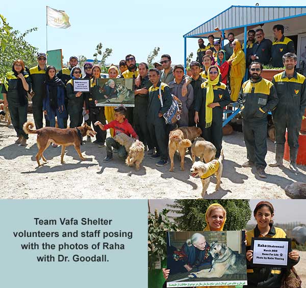 Team Vafa Shelter volunteers and staff posing with the photos of Raha with Dr. Goodall. Team Vafa Shelter volunteers and staff posing with the photos of Raha with Dr. Goodall.