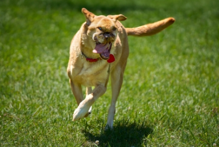 Una the dog, in full run at Home For Life.