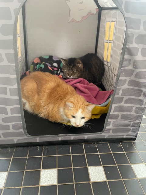 Aslan at his indoor cathouse with Leo