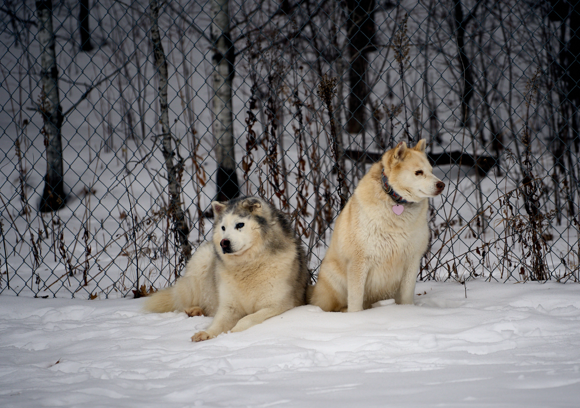 Elkeandchinook