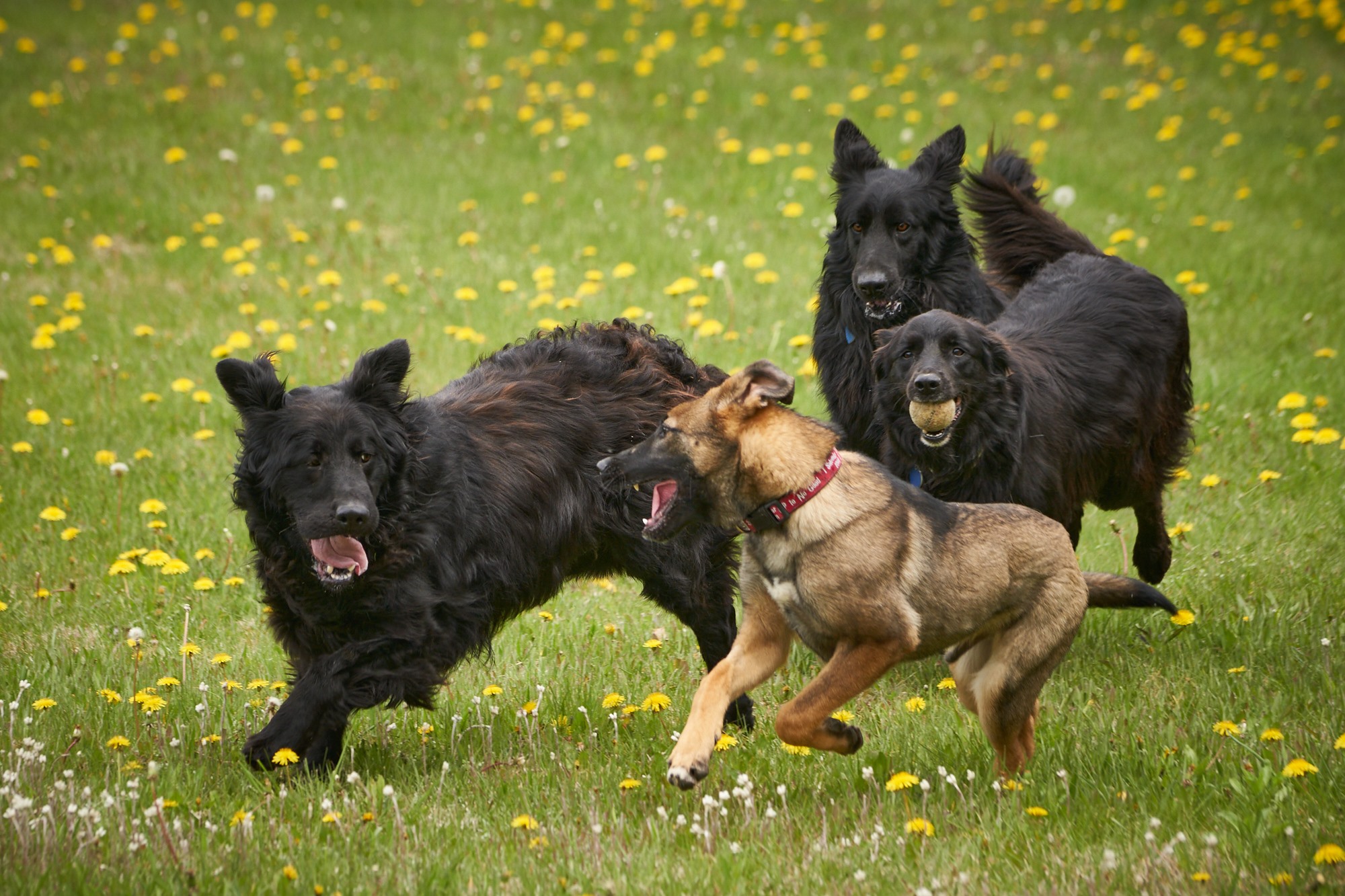 Peter running with the puppies in the dandelions