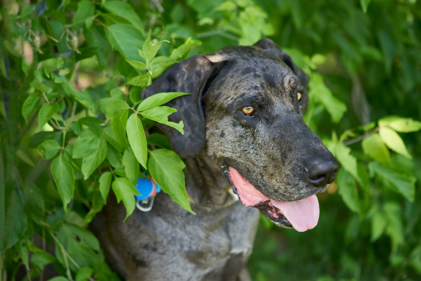 Axel hiding in the foliage