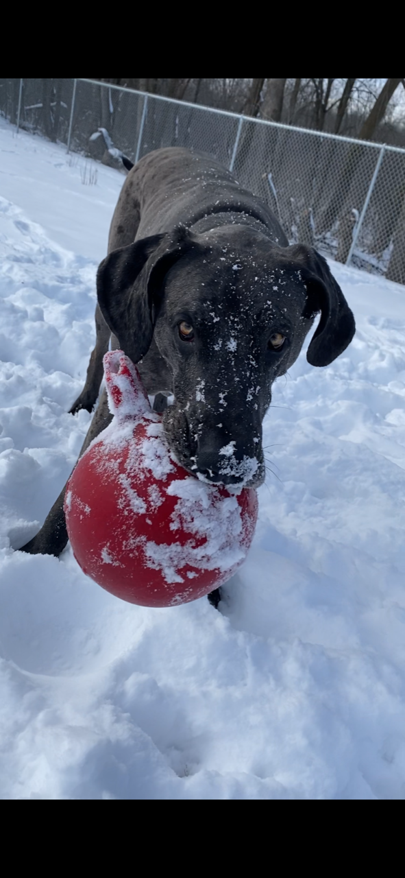 Axel playing in the snow