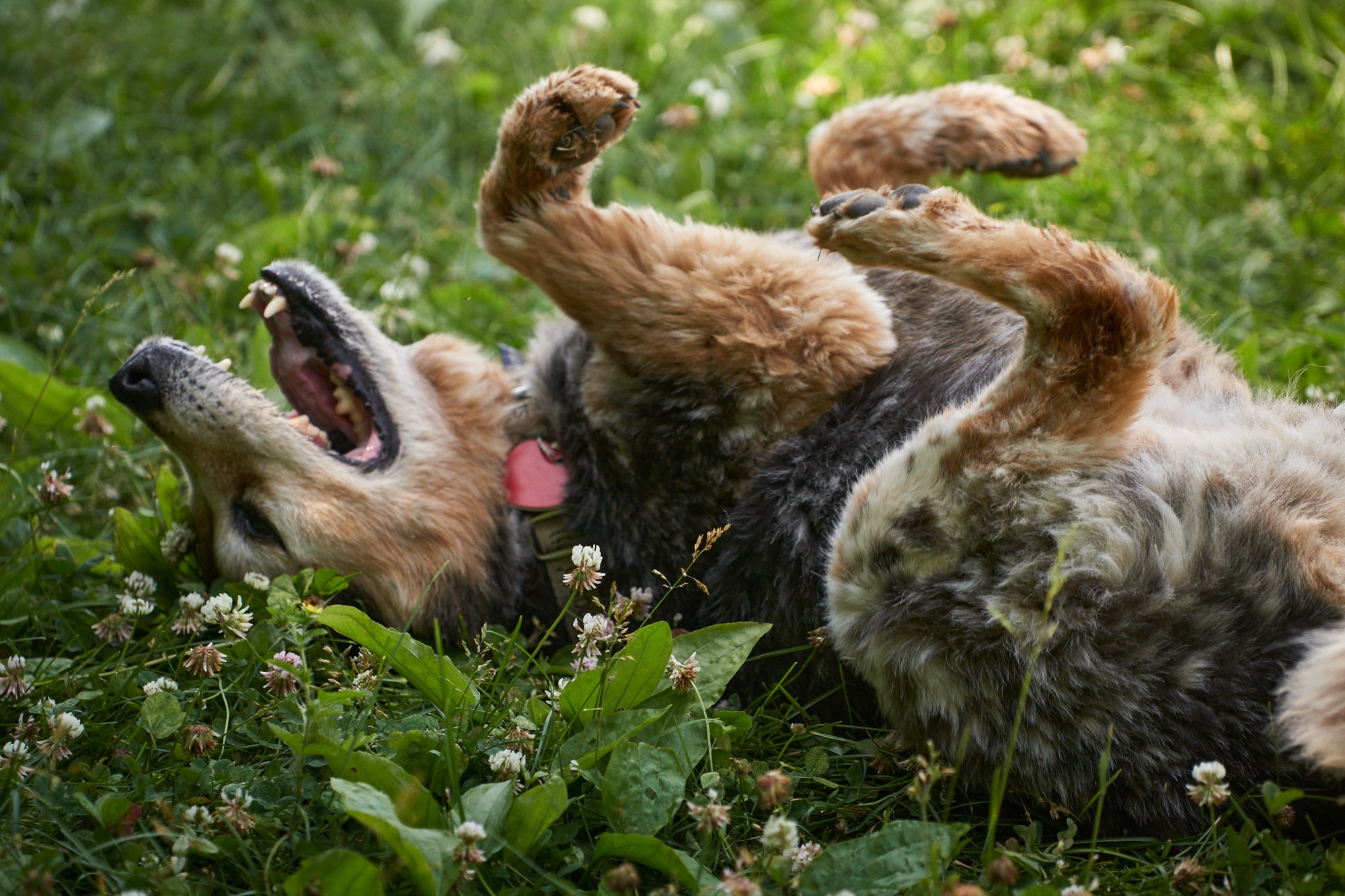 Baxter rolling in the clover