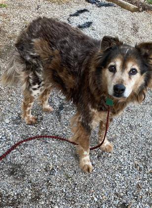 Baxter in South Carolina shelter