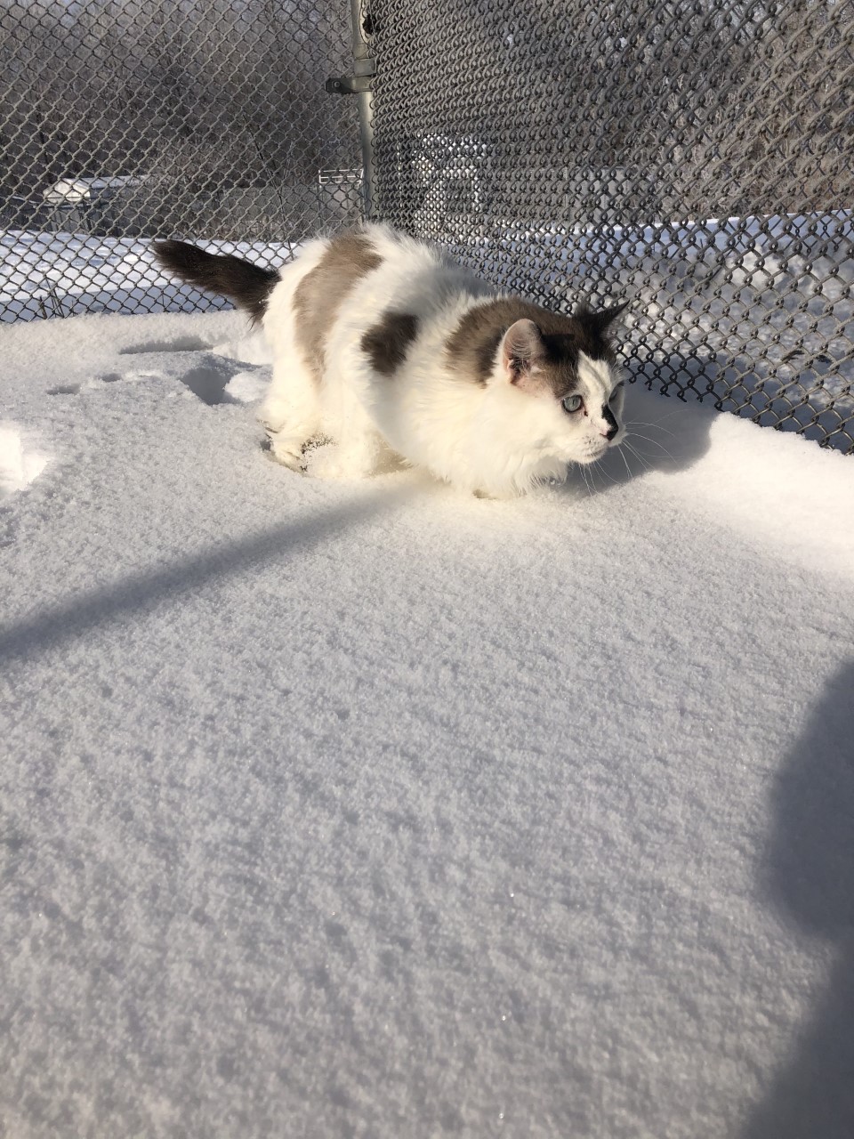 Chai in the cat run