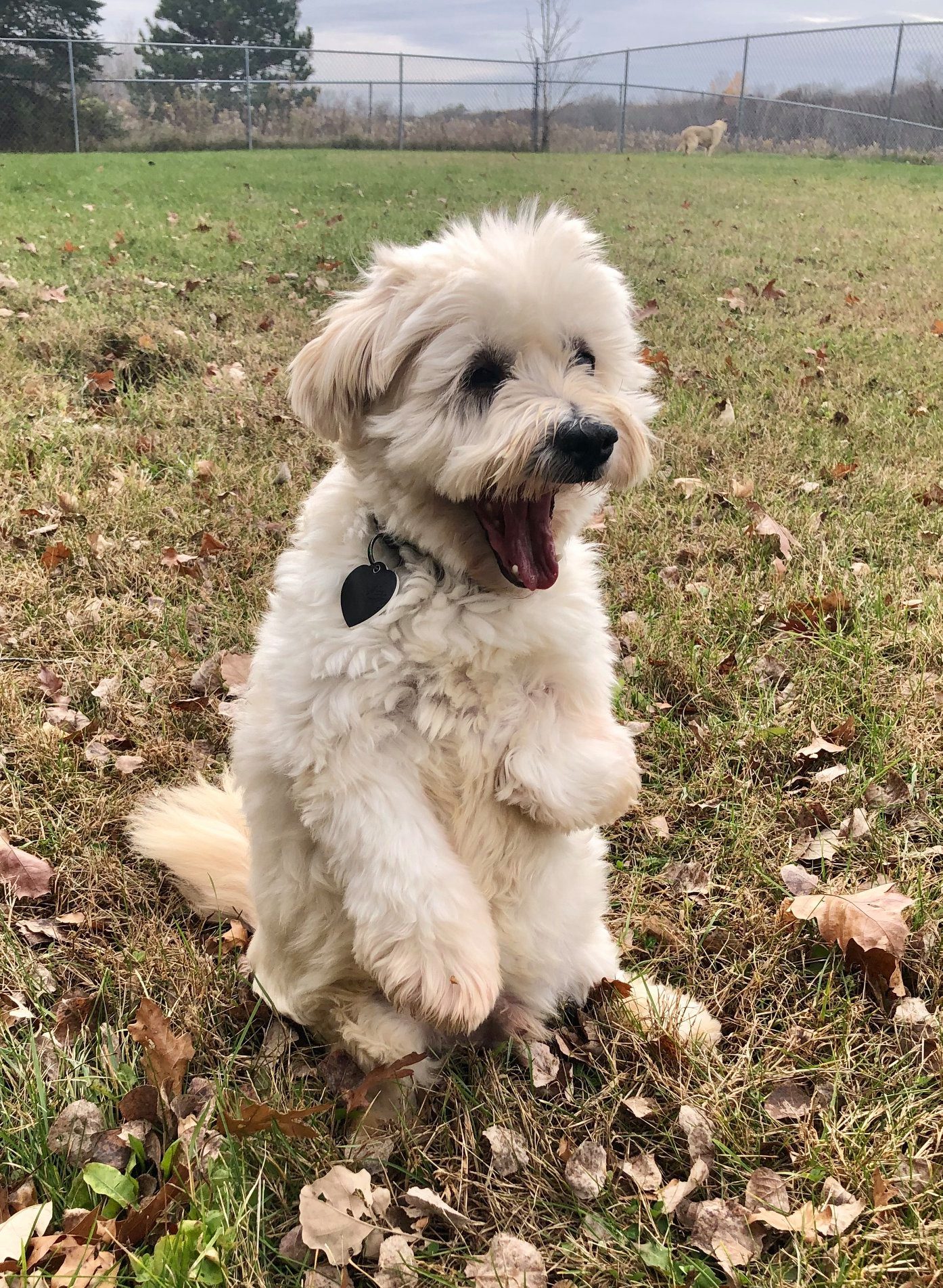 Radar sitting on his haunches smiling