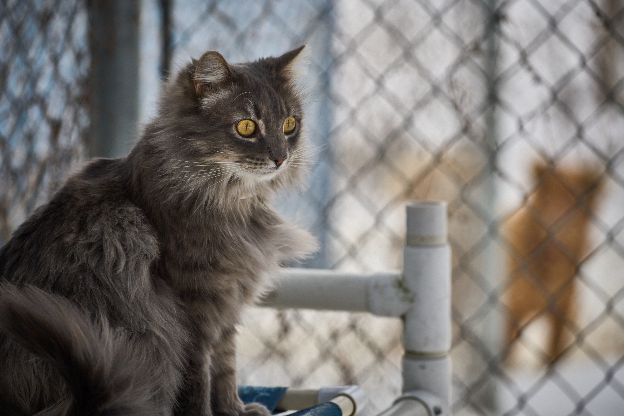 Rocket loves being outside at Home for Life®