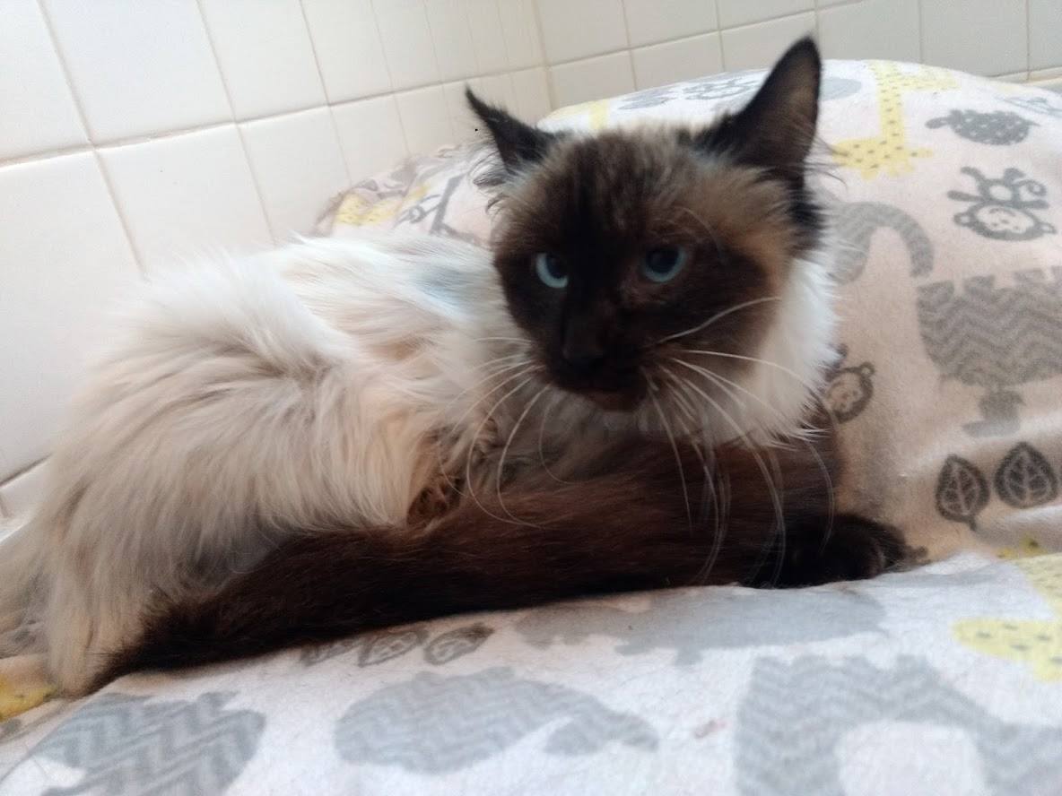 Sigi upon admission to Home for Life with a broken leg, after 10 days in impound