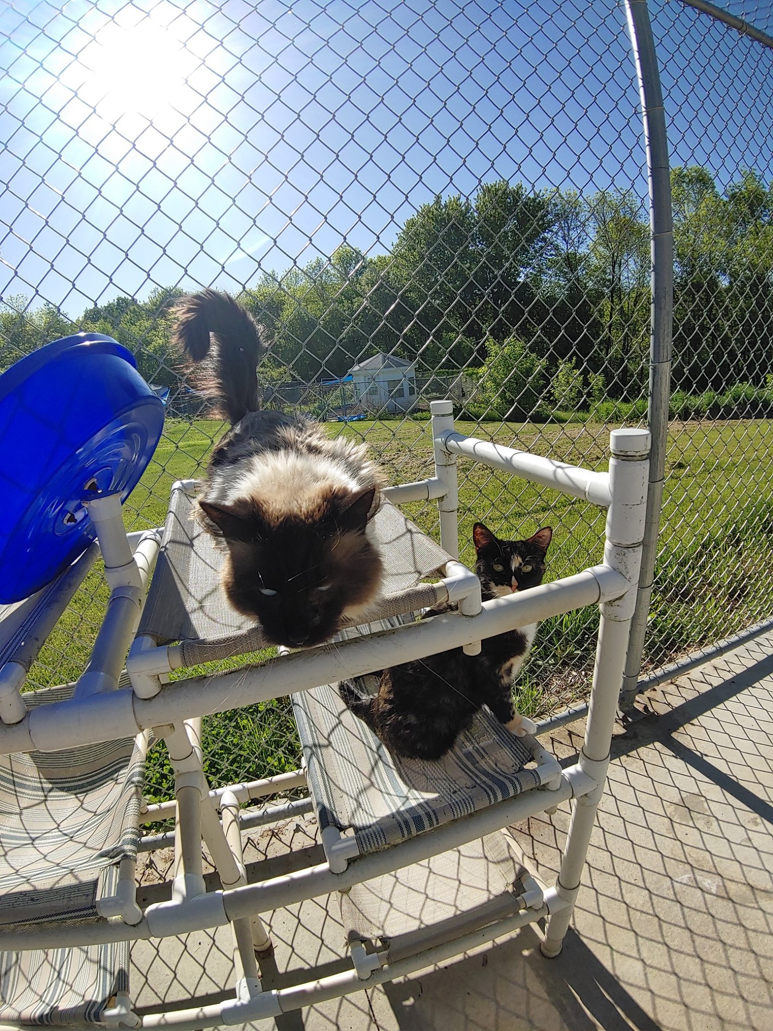 Sigi with Florence during summer in the cat run