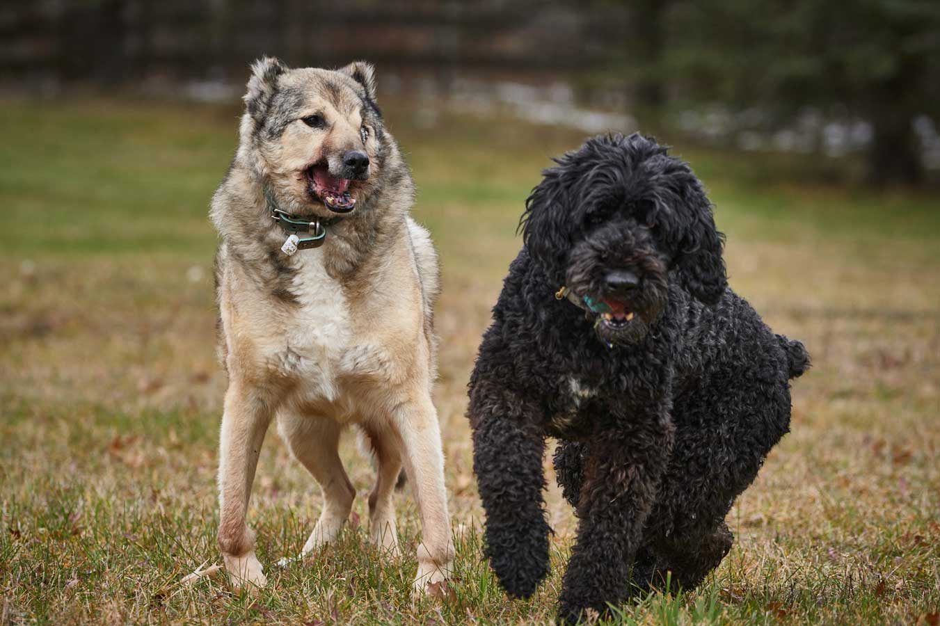 Raha with  his friend Tux