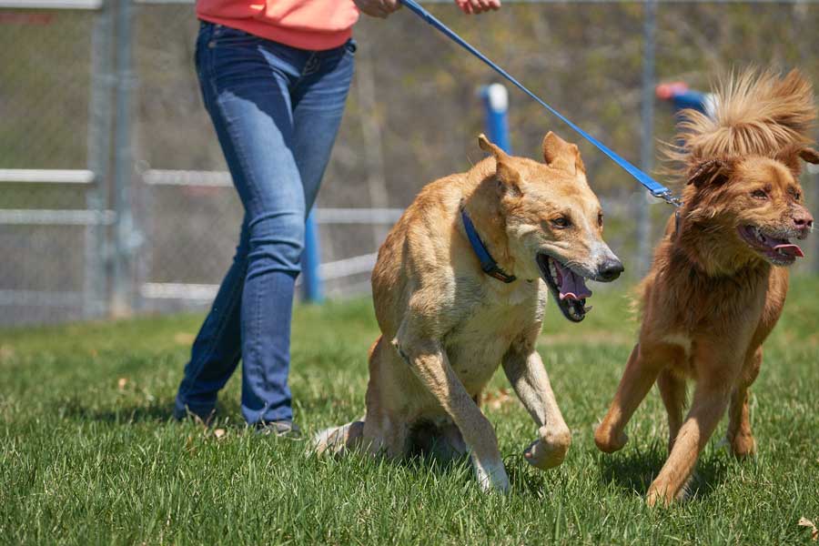 Ginger with her best friend Tayeb ont he way to a meadow for a run