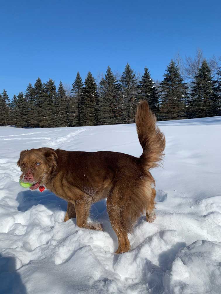 Ginger loves to be outside no matter what the season is