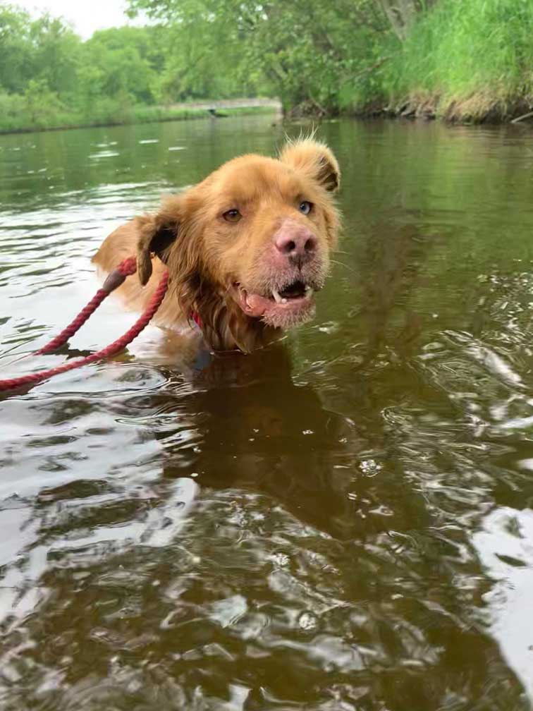Ginger also has developed a love of swimming