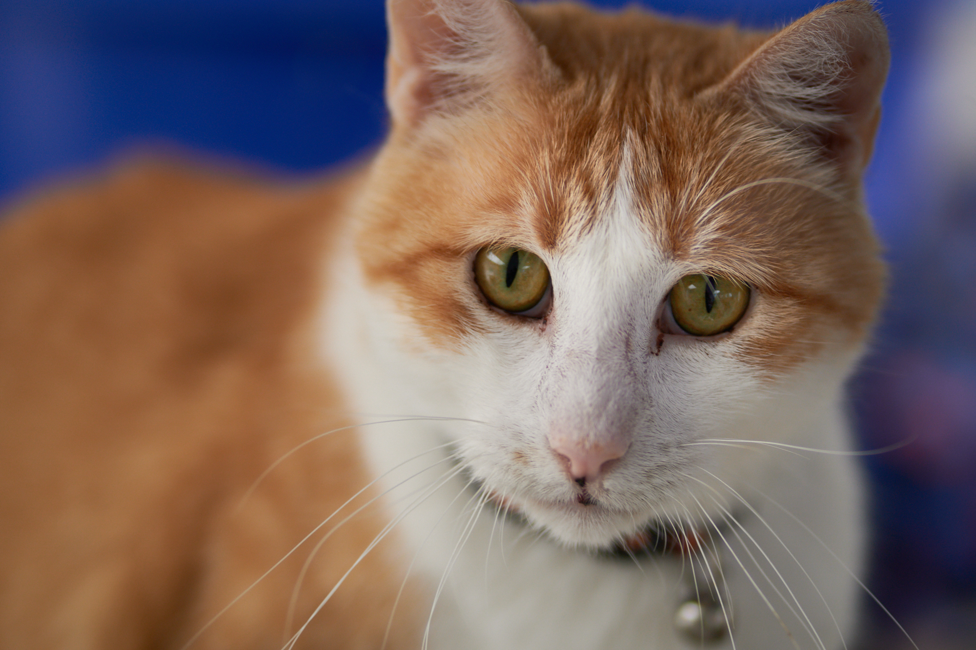 Pistol Pete is his official portrait by Mark Luinenburg. Pistol wears a basketball collar in honor of his namesake, Pistol Pete Maravich, the famous basketball player 