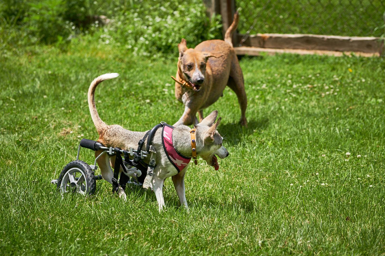 Hilly with another of Home for Life's dogs from India, Tony. 