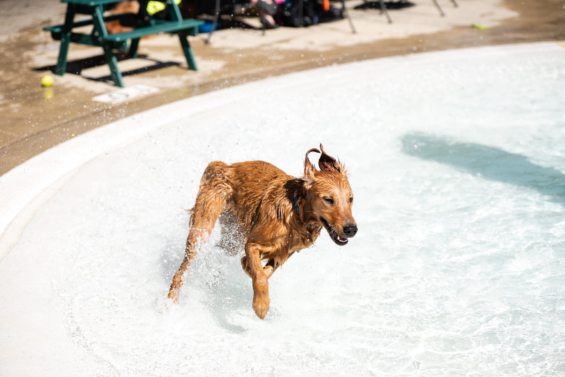 The inspiration for the t-shirt design: this dog in the zero depth pool from last year's event!
