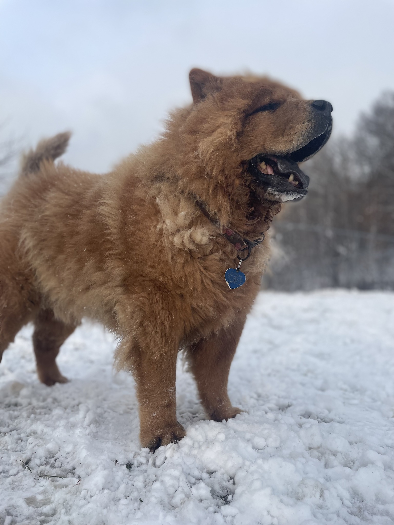 Ruffian one of our chow chows