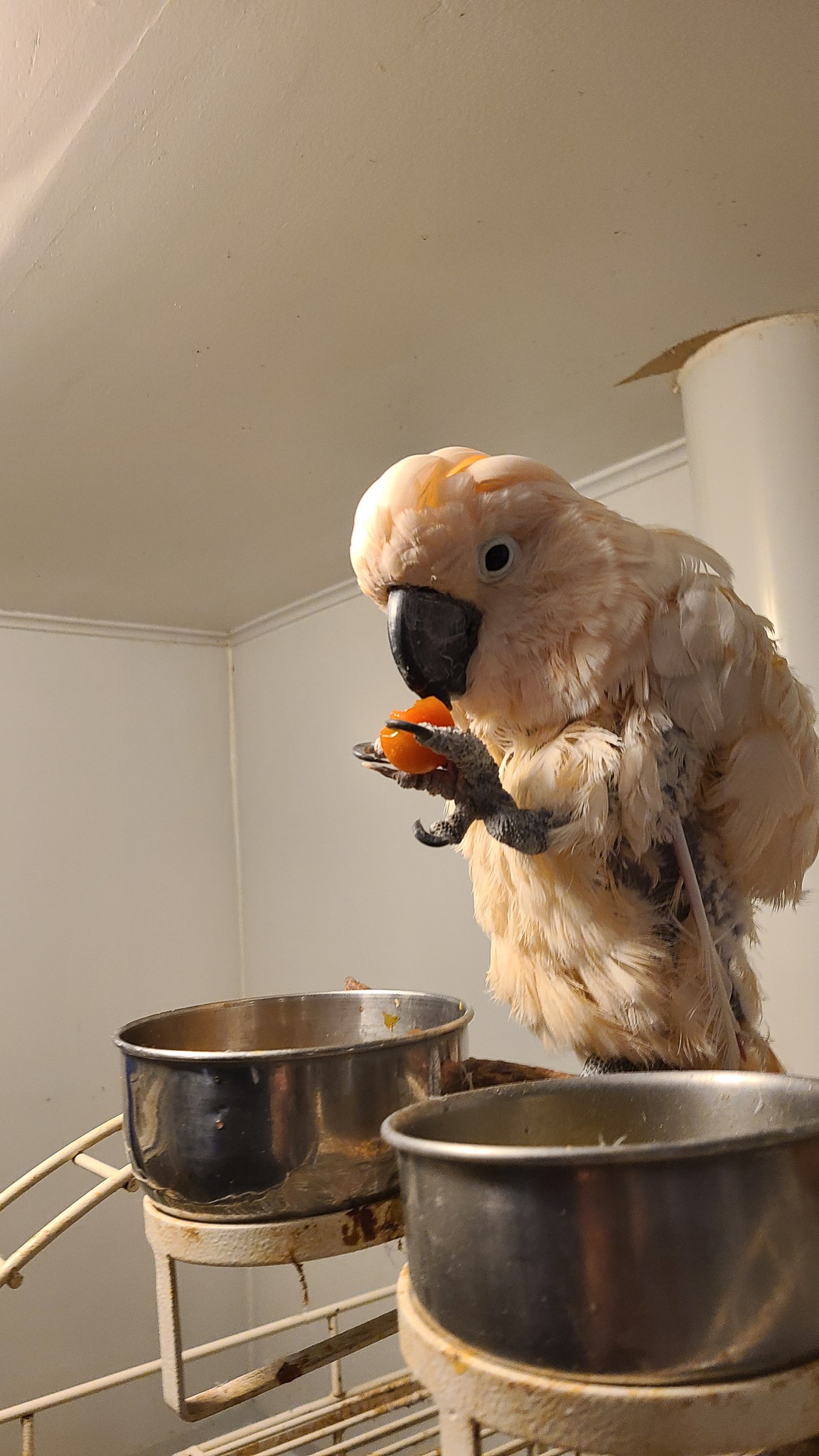 Penelope eating tomatoes