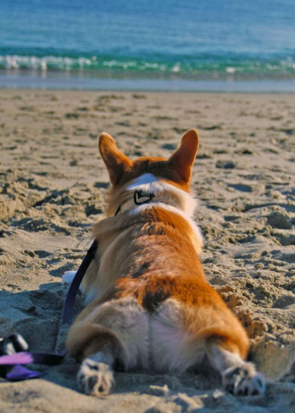 Beach corgi