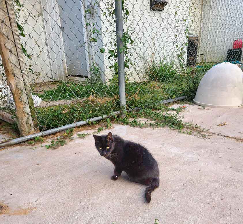 Binx outside cat run