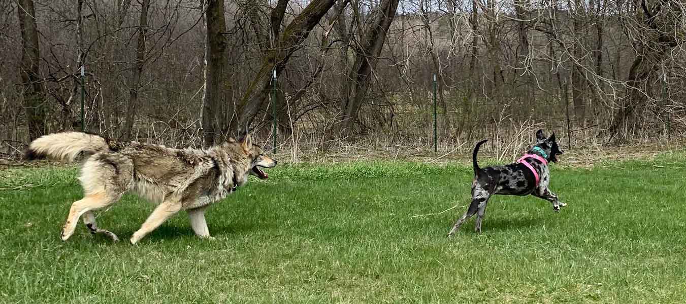 ned and bandit running