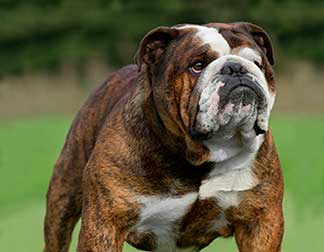 bulldog