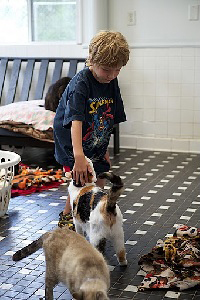 Vertical image of boy petting 2 cats