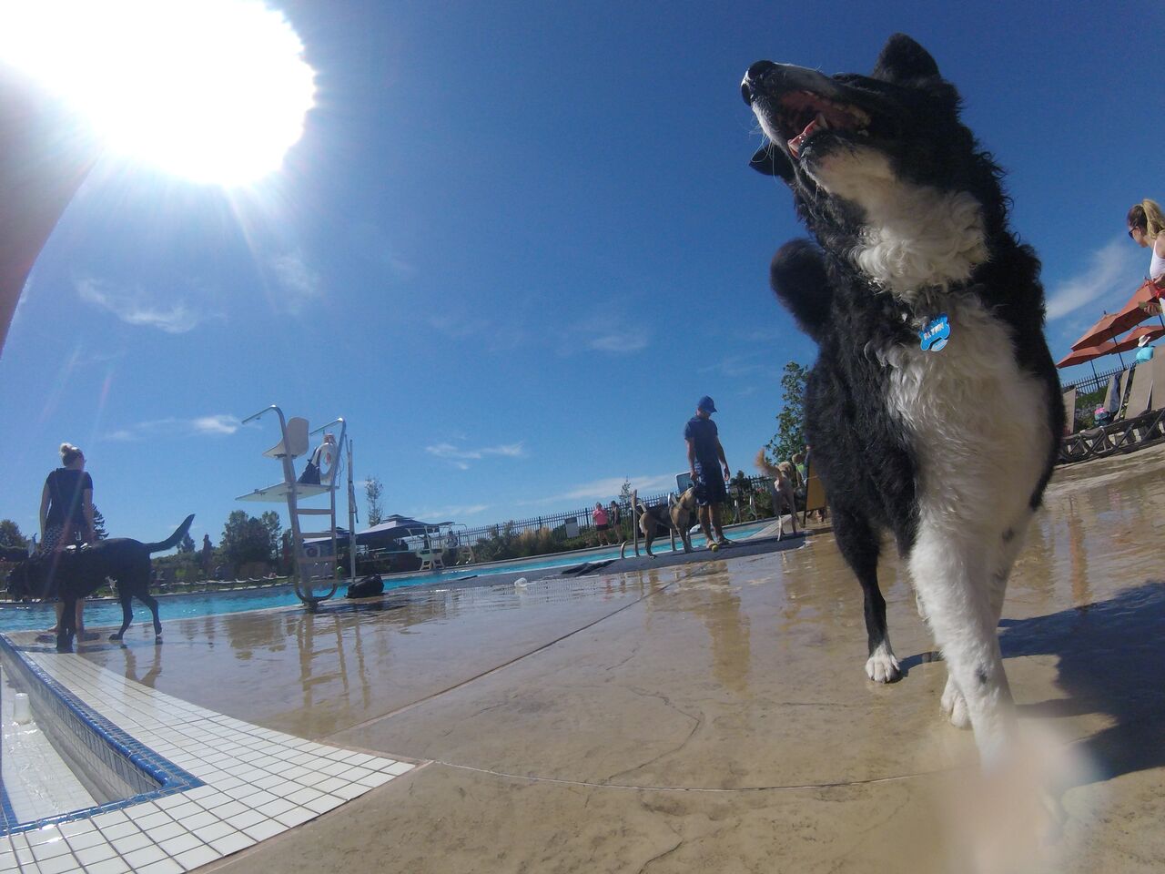 pool border collies and awesome sky