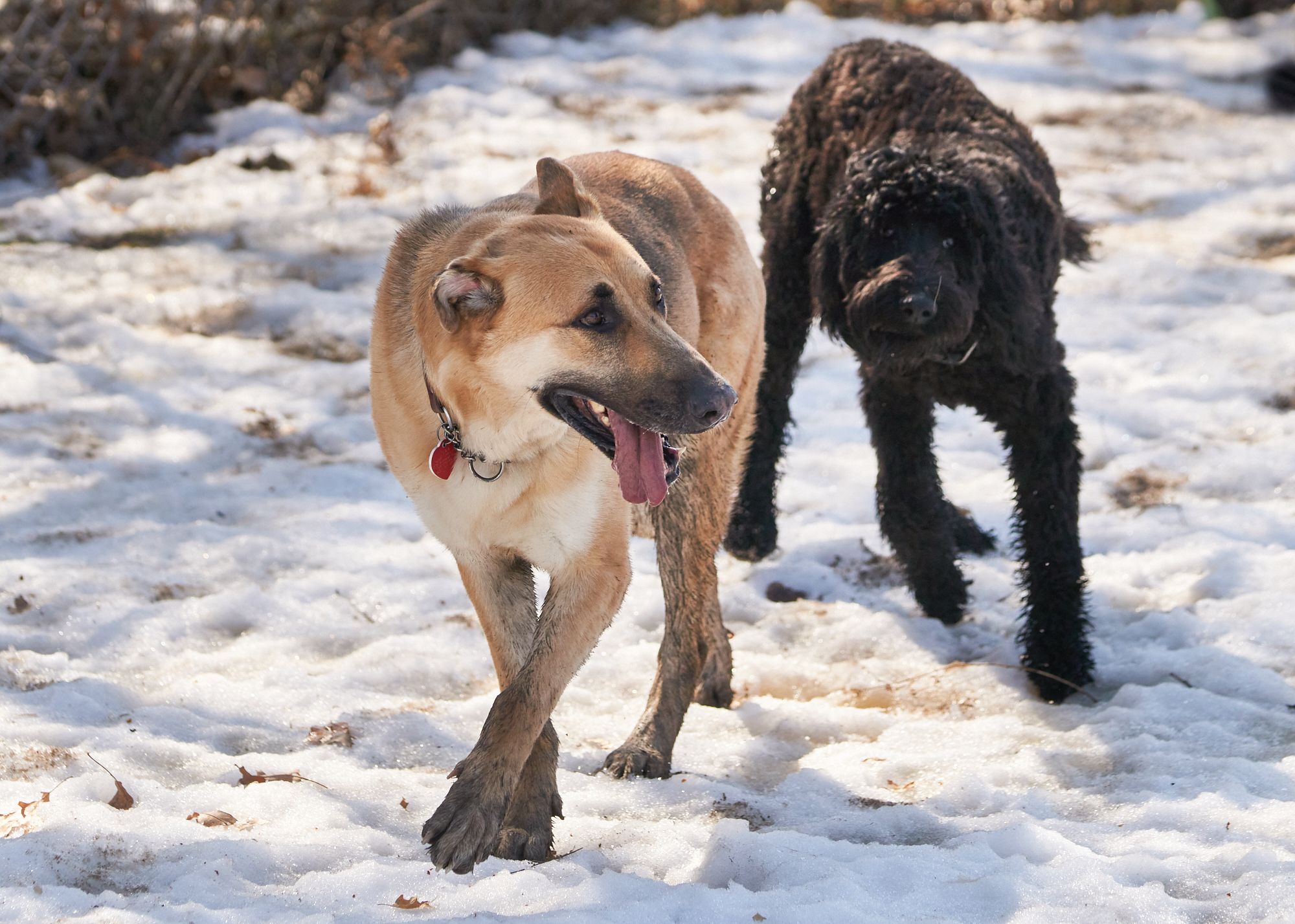 Zena the shepherd runs with Curly