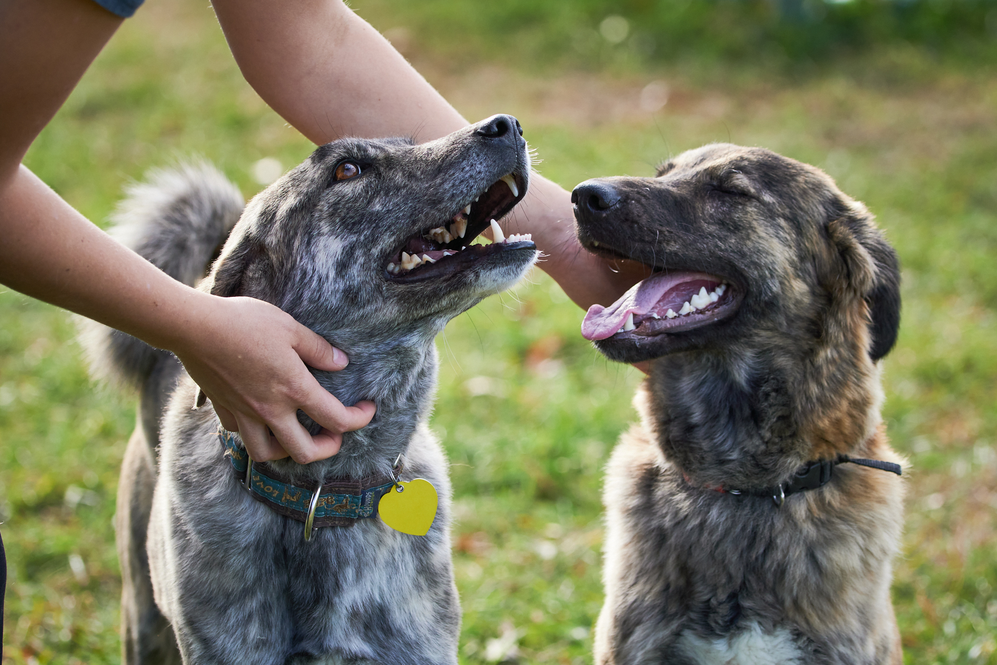 Above: Ollie and Roxanne, two of the dogs who survived cruelty before their rescue