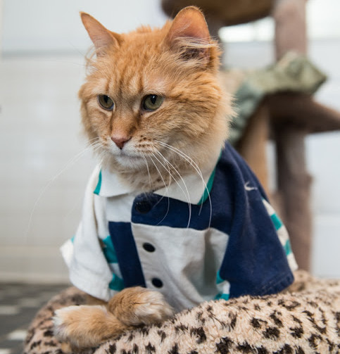 One of our cats at the shelter, in a polo shirt!