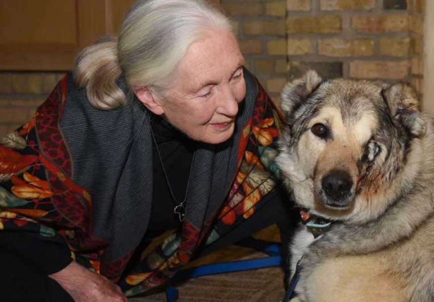 Jane Goodall with Raha at the 2018 Home For Life Gala