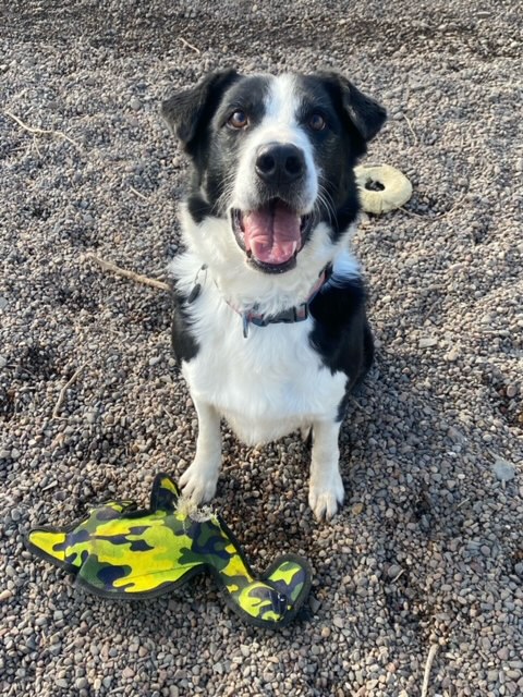 Seamus with toys