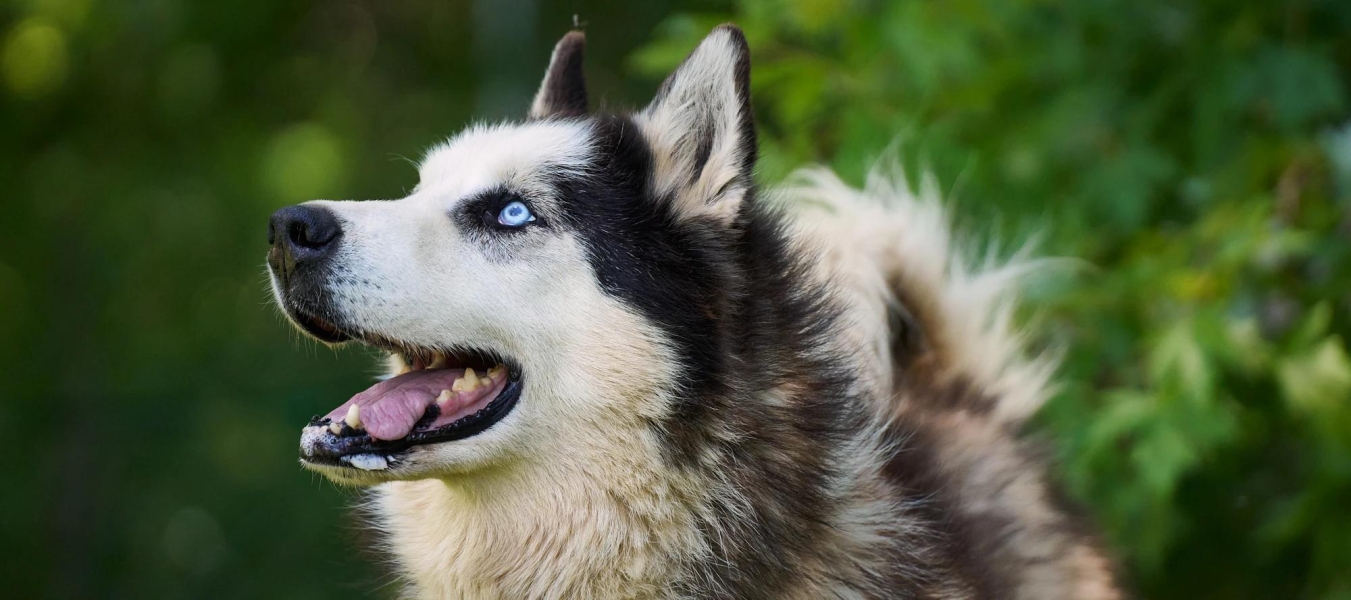 a husky playing in the Apple River in Wisconsin