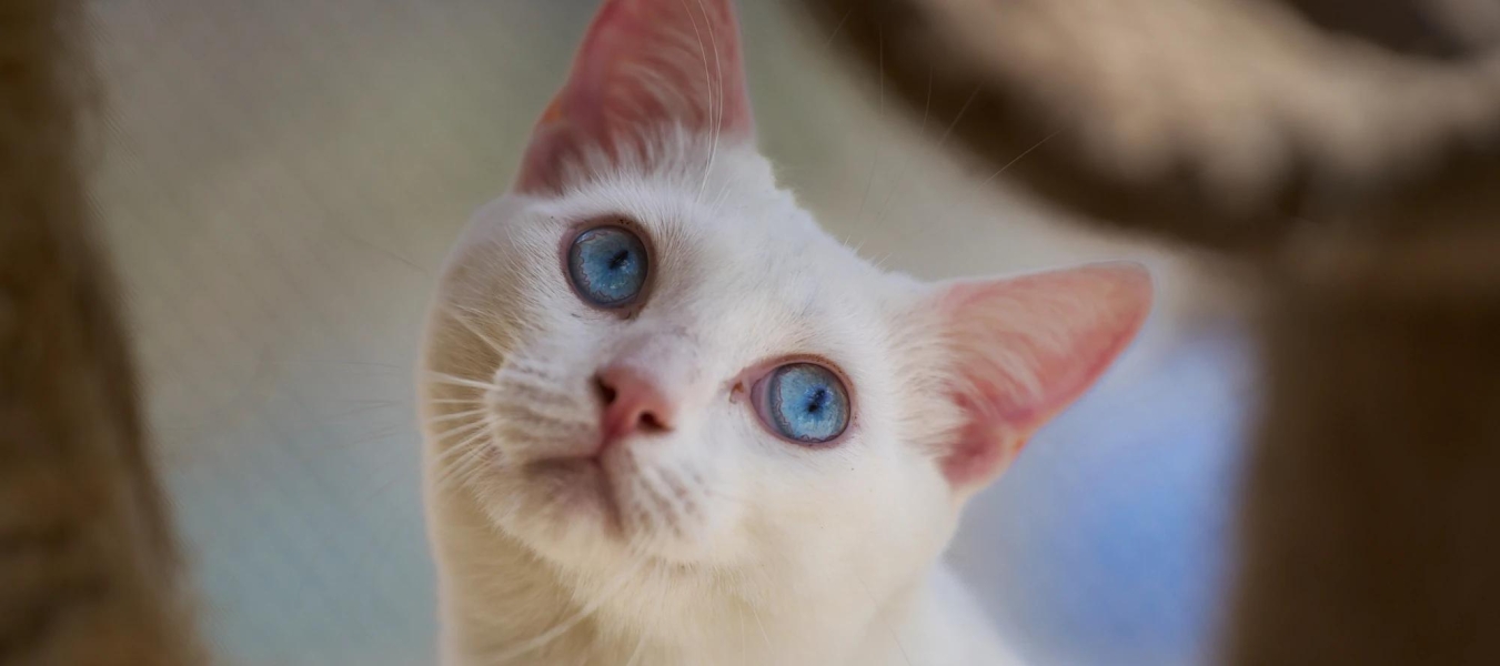 Blue Eyed cat at the Home For Life Animal Sanctuary