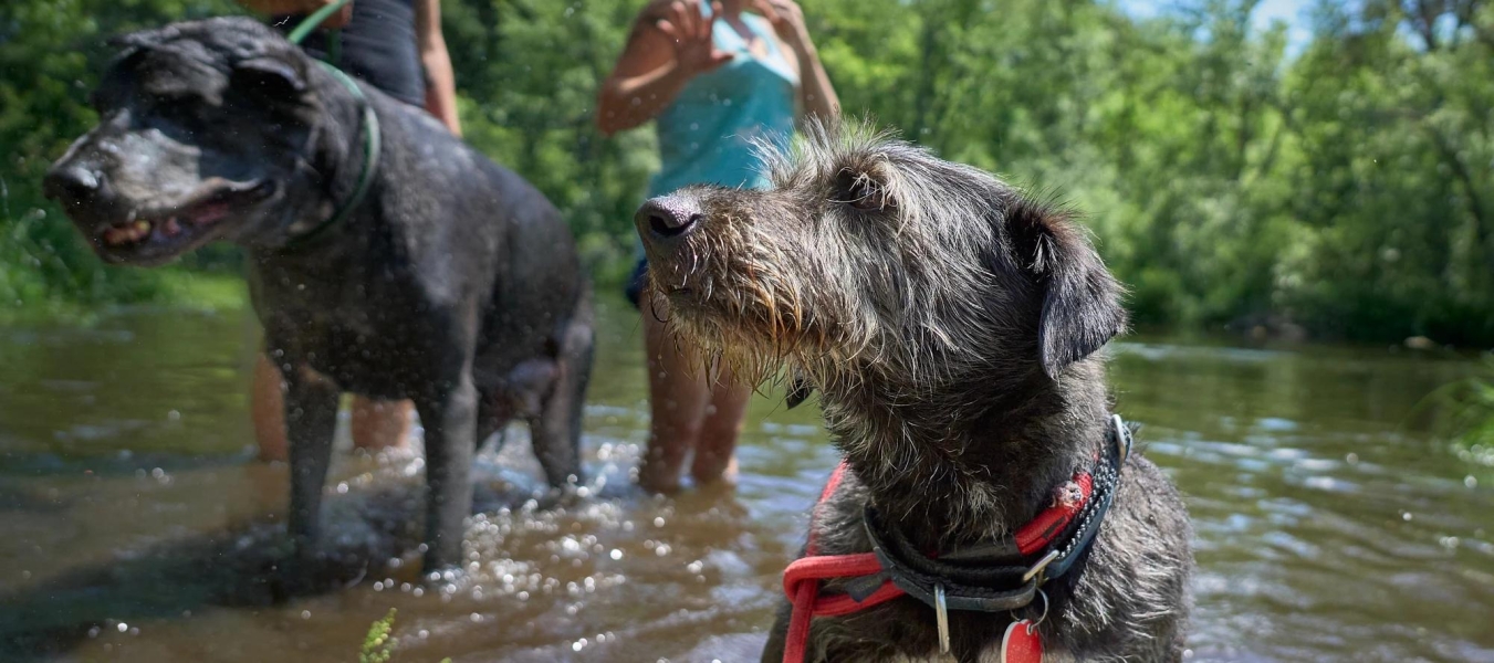 Scruffy dog swimming in the Apple River
