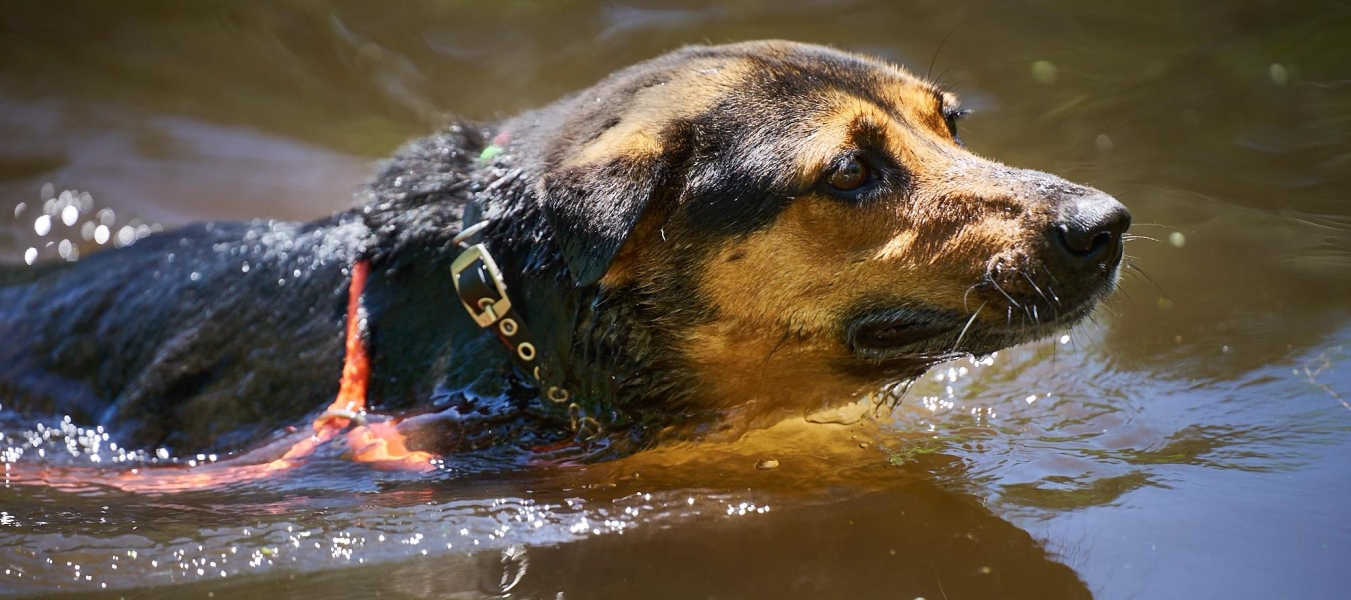 A dog swimming in the apple river