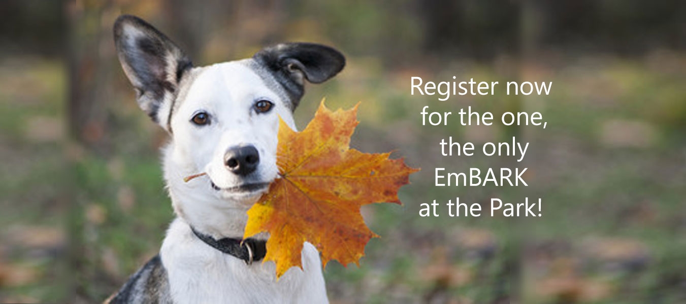 dog with leaf in mouth