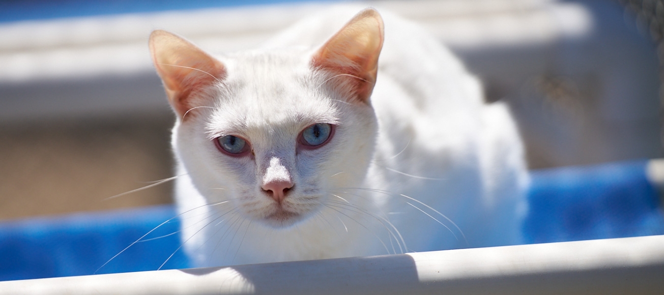 Our friend Cottonball, enjoying the sun at the Home For Life Sanctuary