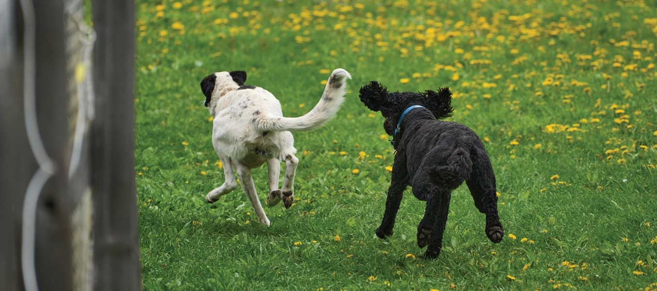 Curly and Lily running