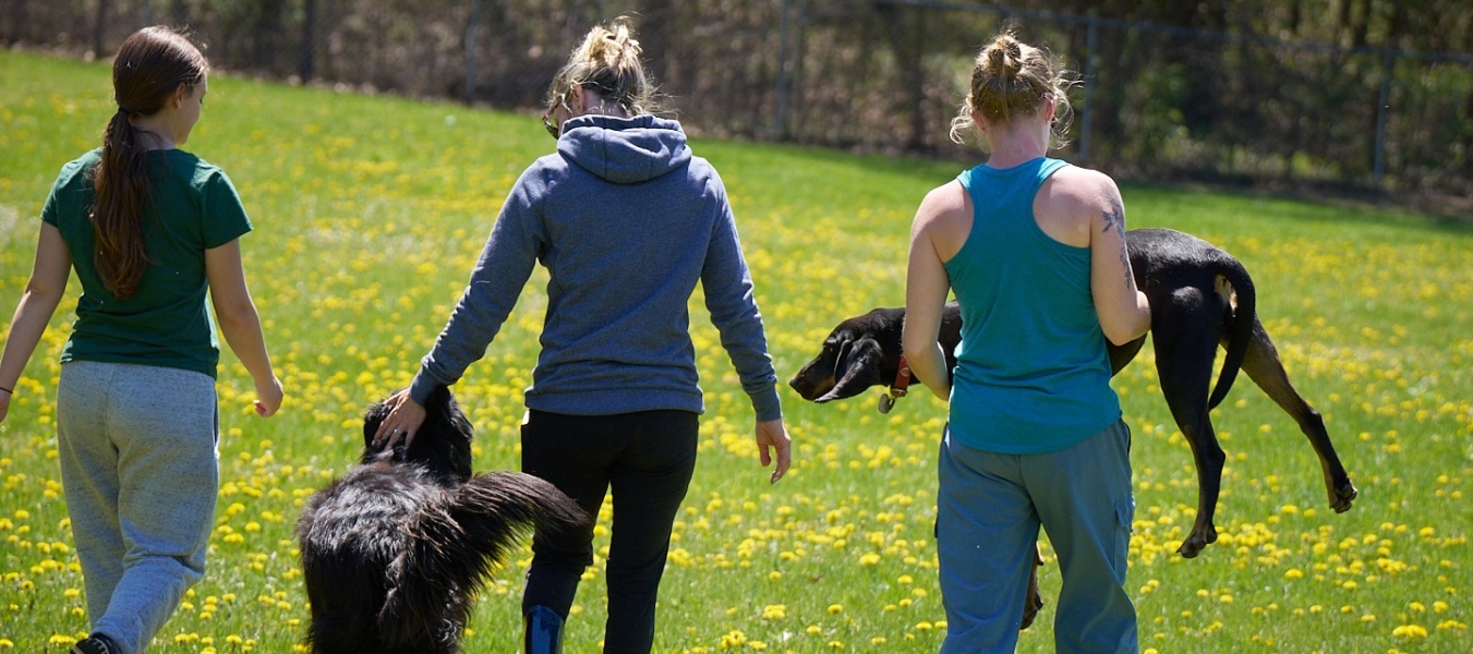 Mark L - Trainers walking with dogs in the Dandelion pastures at Home For Life Animal Sanctuary