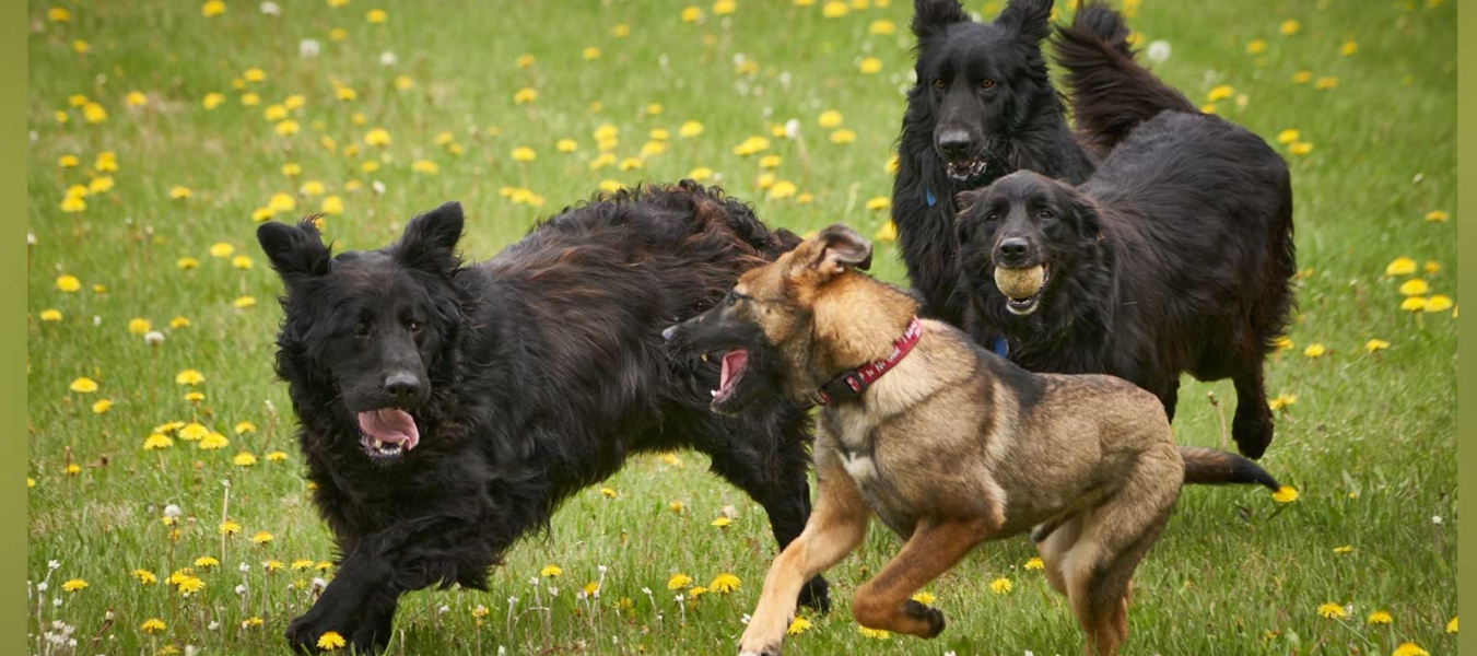 Makwa-Peter-Jimmy-Zee (with tennis ball)