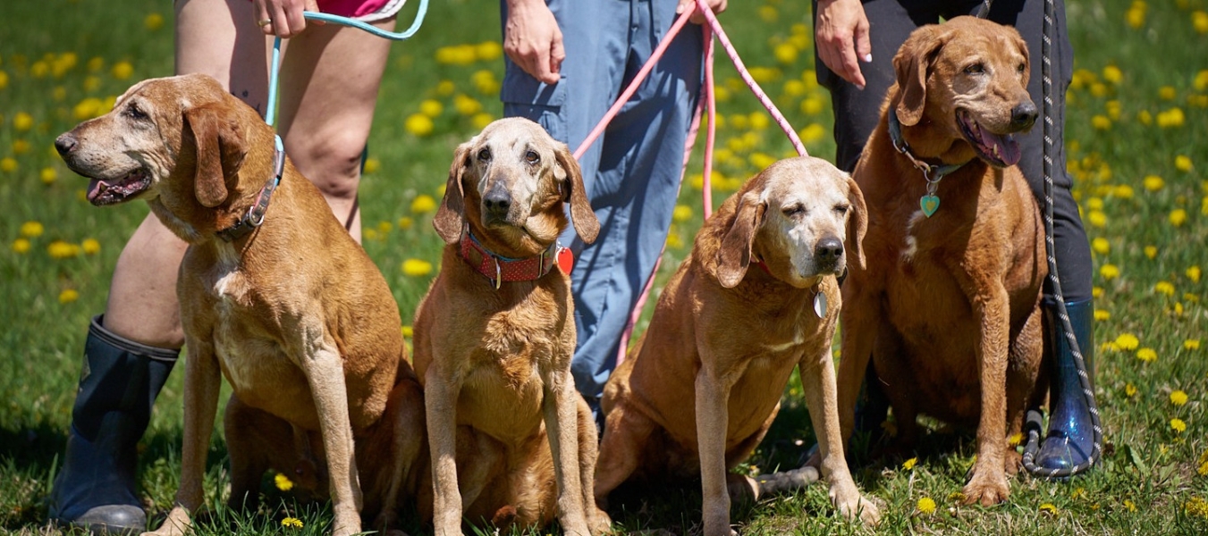 Happy Hounds and gray-hairs in the pasture at Home For Life
