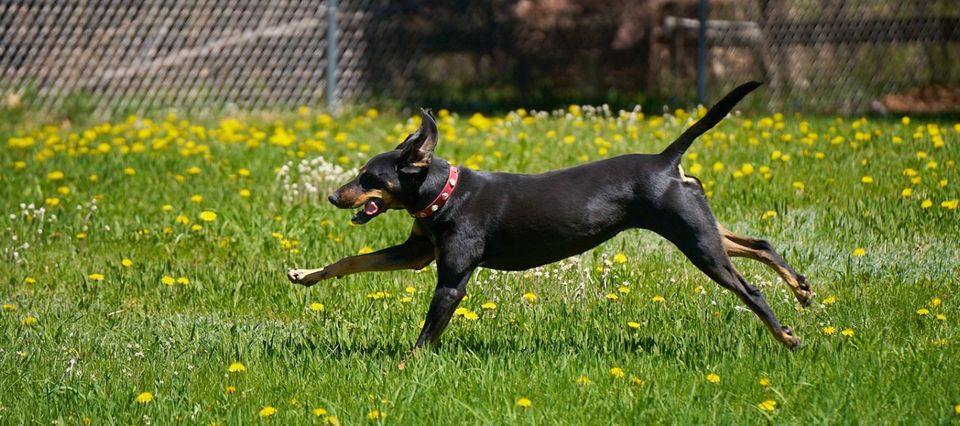 Scarlett running in the dandelions in the Home For Life Animal Sanctuary 2025