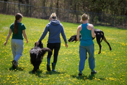 Trainers walking with dogs at the Home For Life pasture, in the glow of yellow dandelion blooms