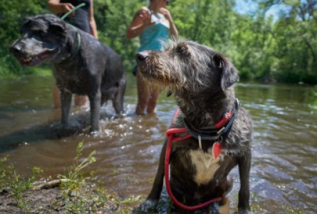 Dogs enjoy a swim at the Apple River in Wisconsin.