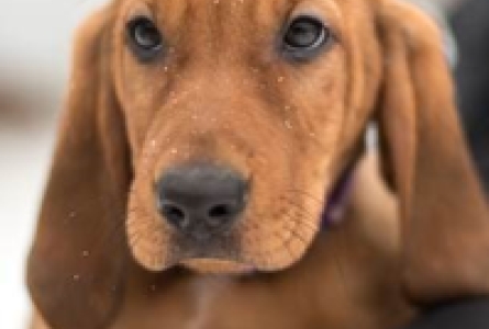 Puppy Kindergarten: Abandoned dog's puppies grow up and give back