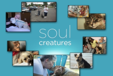 Watch Home for Life's Soul Creatures TPT feature online now!