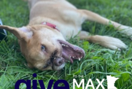 Give to the Max and Una the dog in the grass